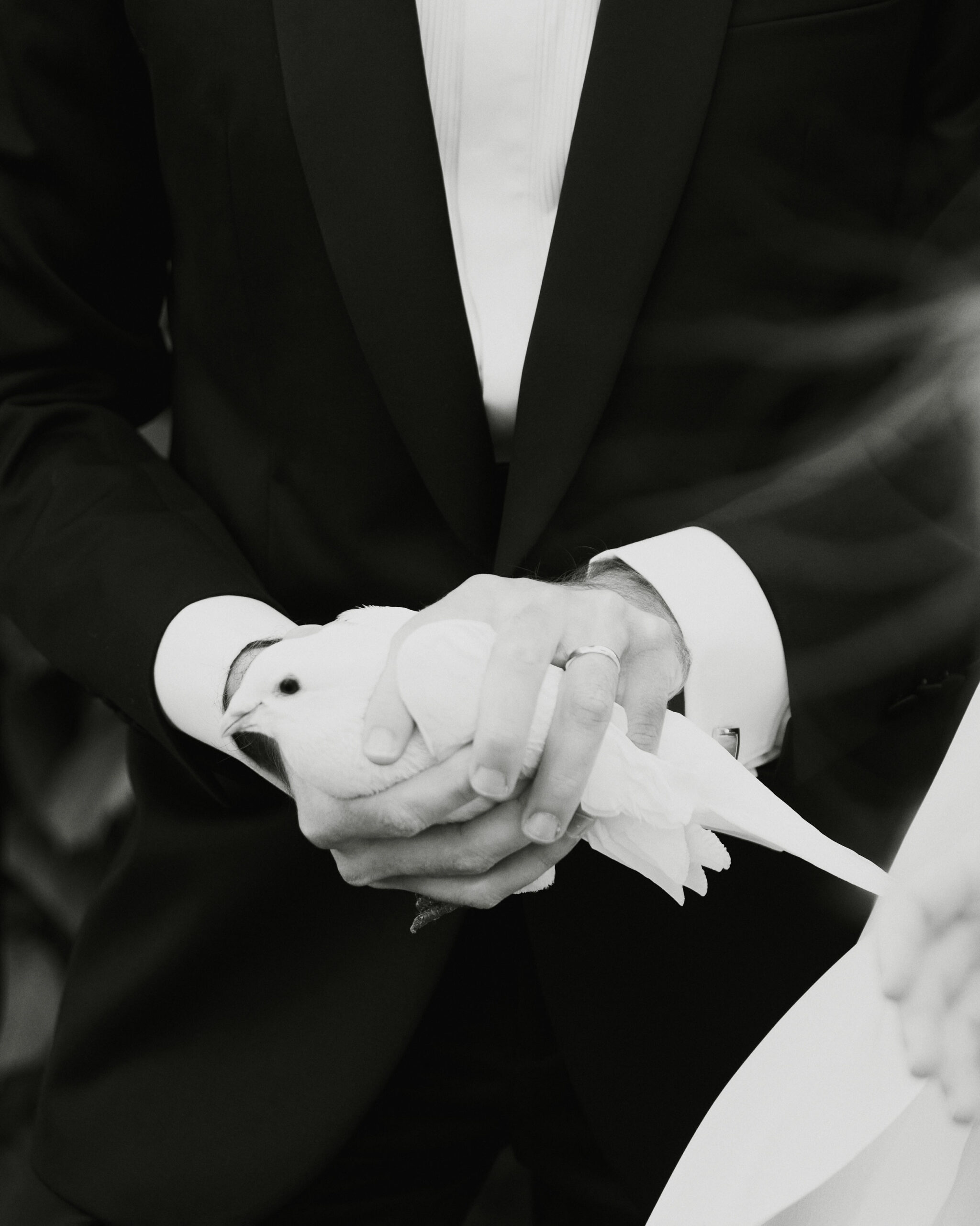 IMG_1237Vizual-1Vizual-1